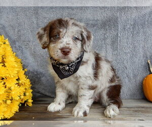 Miniature Labradoodle Puppy for sale in MILLERSBURG, OH, USA