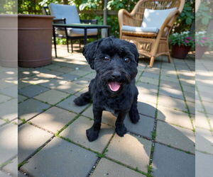 Poodle (Toy) Dogs for adoption in Menifee, CA, USA