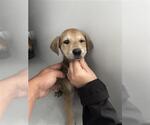 Small Labrador Retriever Mix