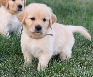 Golden Retriever Puppy for sale in CONGERVILLE, IL, USA