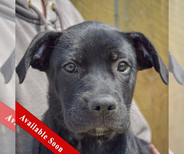 Medium Photo #1 Boxer-Unknown Mix Puppy For Sale in Huntley, IL, USA