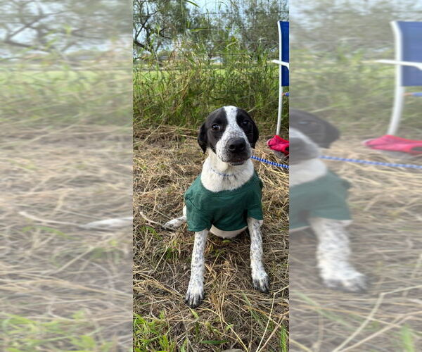 Medium Photo #4 Pointer-Unknown Mix Puppy For Sale in Brewster, NY, USA