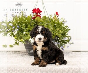 Bernedoodle (Miniature) Puppy for sale in LITITZ, PA, USA