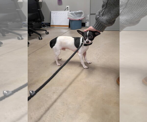 Medium Photo #3 Chihuahua-Unknown Mix Puppy For Sale in Pierceton , IN, USA