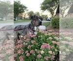 Small Catahoula Leopard Dog Mix