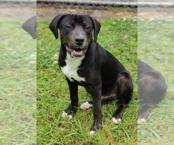 Medium Photo #6 Catahoula Leopard Dog-Staffordshire Bull Terrier Mix Puppy For Sale in Talladega, AL, USA