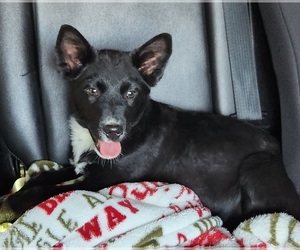 Australian Shepherd-Texas Heeler Mix Puppy for Sale in WINSTON SALEM, North Carolina USA