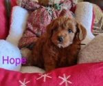 Small Photo #6 Cavachon-Poodle (Miniature) Mix Puppy For Sale in TUCSON, AZ, USA