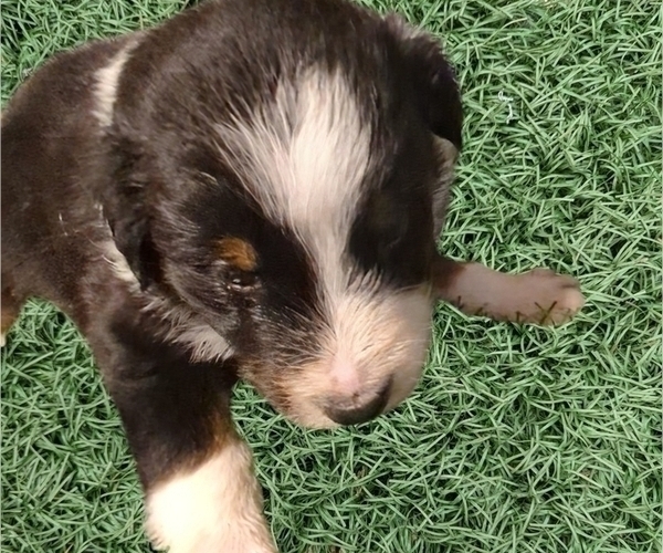 Medium Photo #24 Australian Shepherd Puppy For Sale in SYLVA, NC, USA