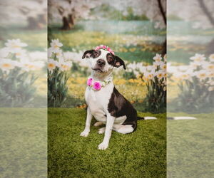 Trixie - Female American Staffordshire Terrier-Pointer Mix Dog for Adoption - Photo #2