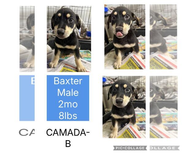 Medium Photo #3 Dachshund-Doberman Pinscher Mix Puppy For Sale in Virginia Beach, VA, USA