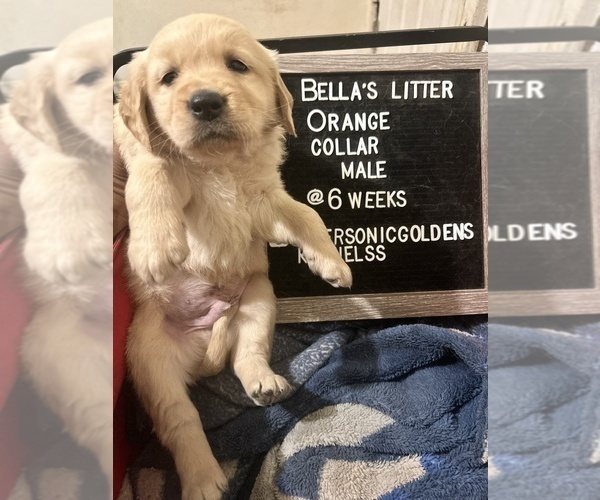 Medium Photo #5 Golden Retriever Puppy For Sale in ONTARIO, CA, USA