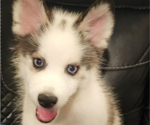 Pomsky Puppy for Sale in SUNLAND, California USA