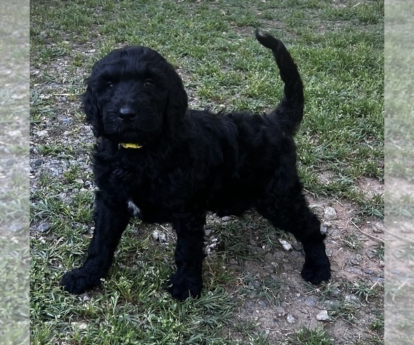 Medium Photo #5 Goldendoodle Puppy For Sale in HICKORY, NC, USA