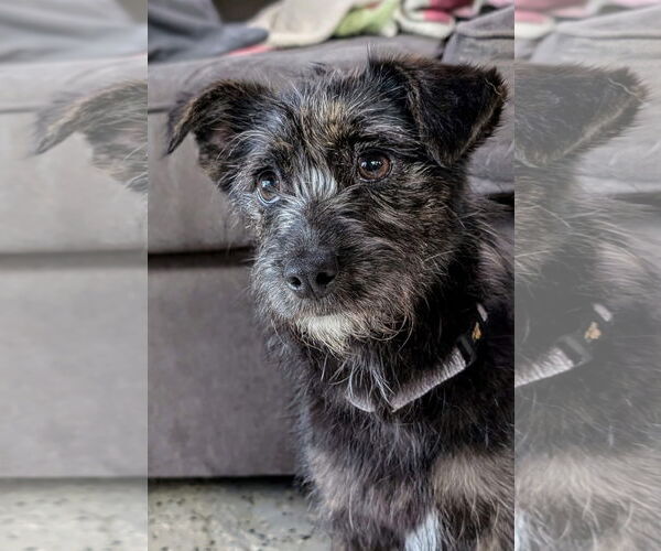 Medium Photo #1 Mutt Puppy For Sale in New London, WI, USA