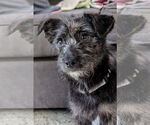 Small Mutt