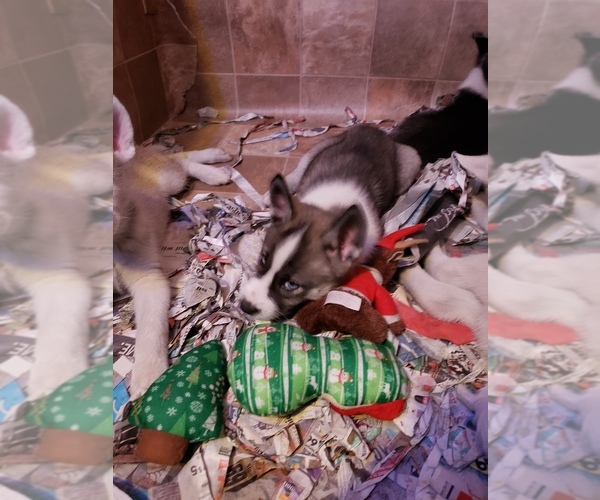 Medium Photo #3 Siberian Husky Puppy For Sale in BELOIT, WI, USA