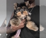 Small #7 Yorkshire Terrier