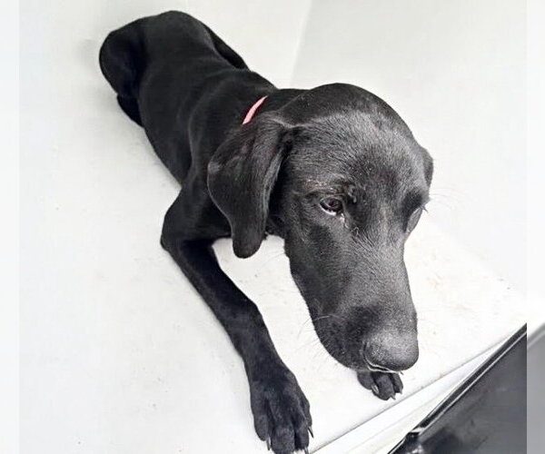 Medium Photo #1 Labrador Retriever Puppy For Sale in Houston, TX, USA