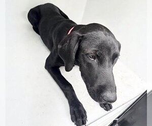 Labrador Retriever Dogs for adoption in Houston, TX, USA