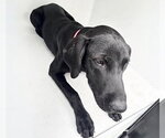 Small Labrador Retriever