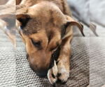 Small #7 Mutt
