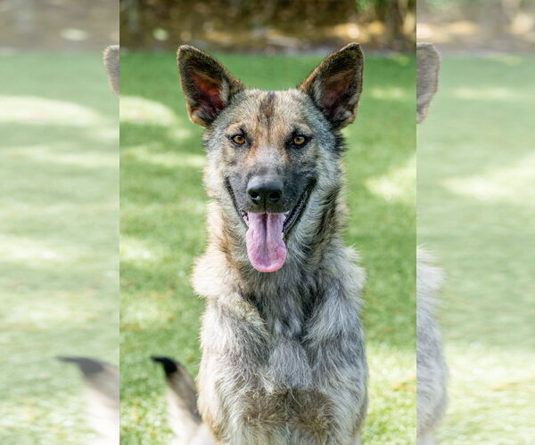 Medium Photo #4 Mutt Puppy For Sale in Hilton Head, SC, USA