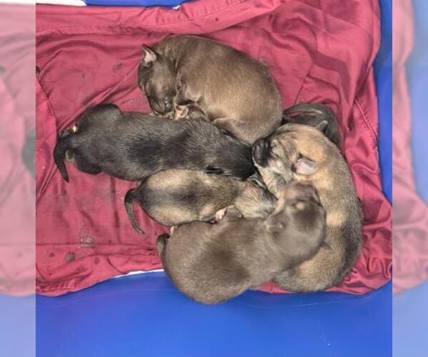 Medium Photo #1 Labrador Retriever-Unknown Mix Puppy For Sale in Houston, TX, USA