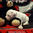 Small Photo #62 Dogo Argentino Puppy For Sale in JANE, MO, USA