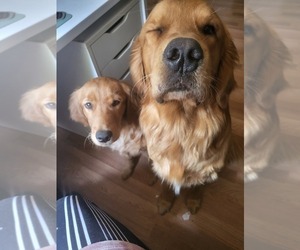 Father of the Golden Retriever puppies born on 08/04/2023