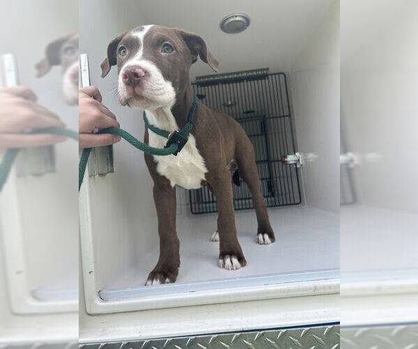 Medium Photo #1 American Pit Bull Terrier Puppy For Sale in Virginia Beach, VA, USA