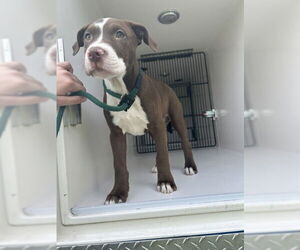 American Pit Bull Terrier Dogs for adoption in Virginia Beach, VA, USA