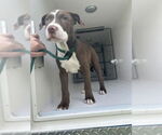 Small American Pit Bull Terrier