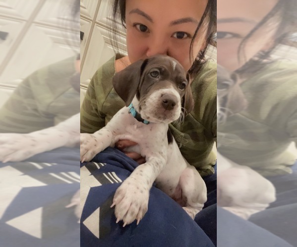 Medium Photo #4 German Shorthaired Pointer Puppy For Sale in ROCKLIN, CA, USA
