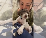 Small Photo #4 German Shorthaired Pointer Puppy For Sale in ROCKLIN, CA, USA