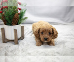 Puppy Lydia Cavapoo