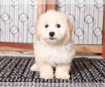 Small Photo #1 Bichpoo Puppy For Sale in NAPLES, FL, USA