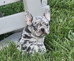 Puppy Kelsey French Bulldog