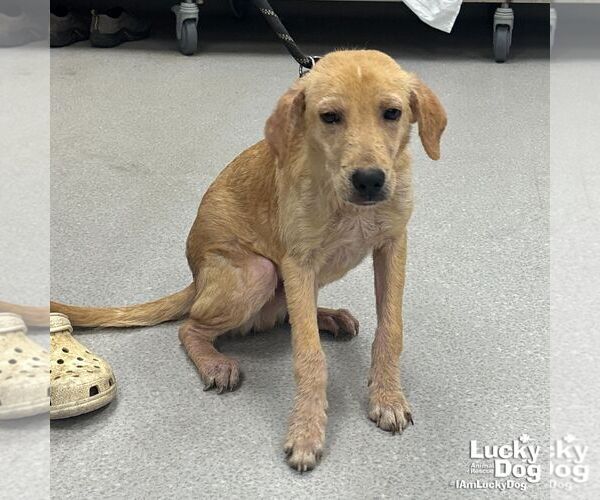 Medium Photo #1 Labrador Retriever-Retriever  Mix Puppy For Sale in Washington, DC, USA