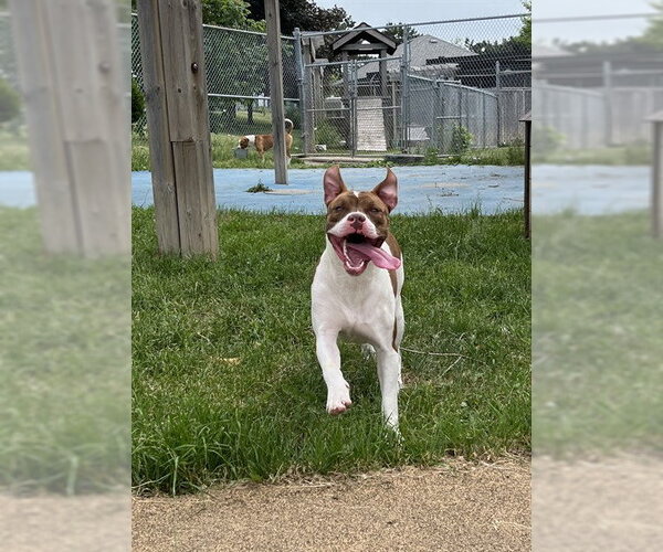 Medium Photo #3 American Bulldog-Unknown Mix Puppy For Sale in Toronto, Ontario, Canada