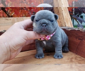 French Bulldog Puppy for sale in OZONE PARK, NY, USA