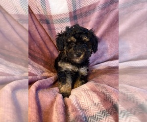 Poodle (Toy) Puppy for sale in Lexington, NC, USA