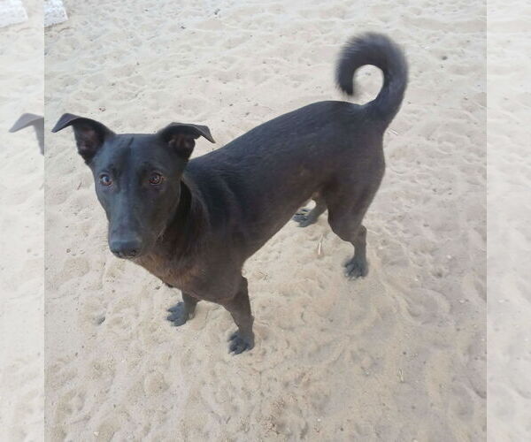 Medium Photo #3 Labrador Retriever-Unknown Mix Puppy For Sale in NYC, NY, USA