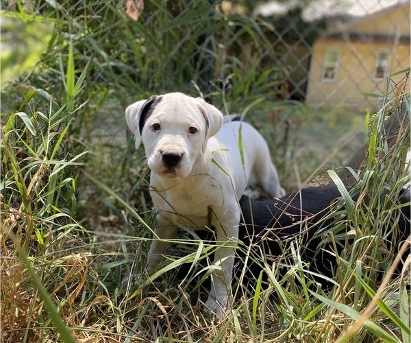 Medium Photo #1 Boxweiler Puppy For Sale in BUXTON, OR, USA