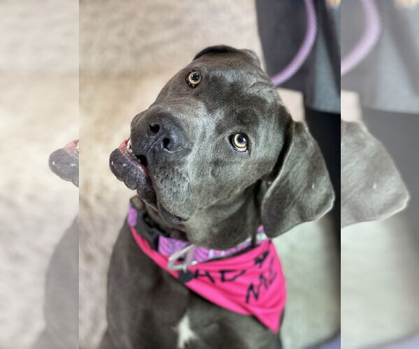 Medium Photo #5 Mutt Puppy For Sale in Goodyear, AZ, USA