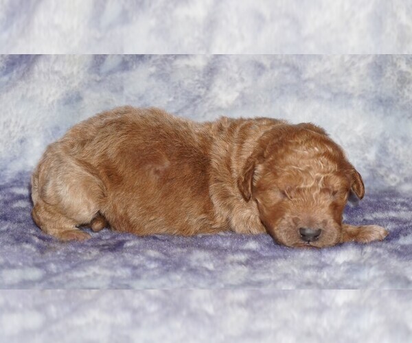 Medium Photo #1 Miniature Labradoodle Puppy For Sale in LA HABRA, CA, USA