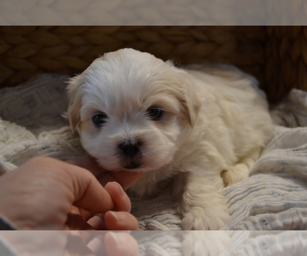 Medium Photo #1 Mal-Shi Puppy For Sale in GREENWOOD, WI, USA