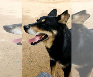 Hunter - Male Australian Kelpie Dog for Adoption - Photo #17