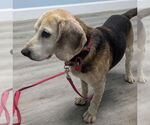 Small #3 Beagle