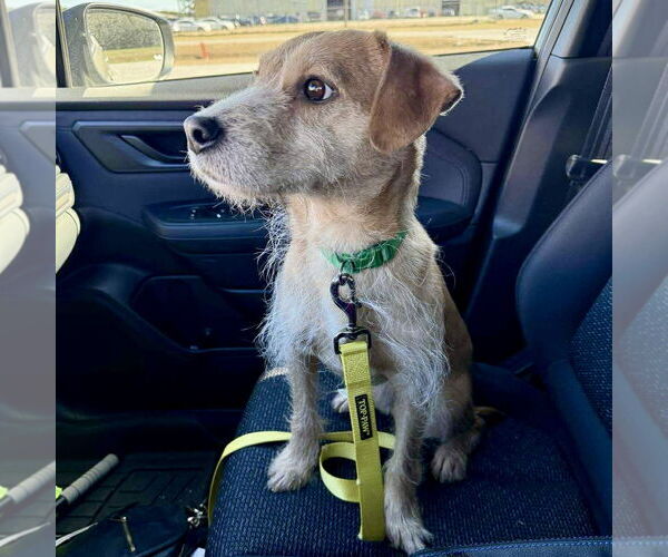 Medium Photo #2 Mutt Puppy For Sale in Spring Lake, NC, USA